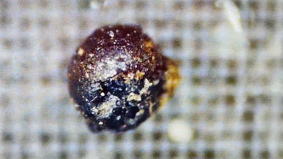 Harvard scientist finds alien artifacts at the bottom of the Pacific Ocean