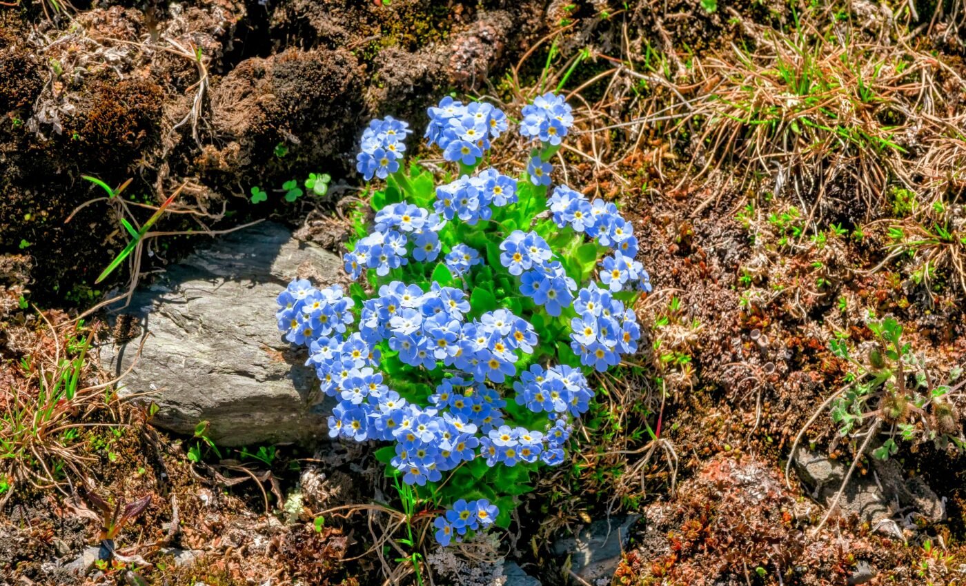 Arctic soil plays a major role in fighting climate change