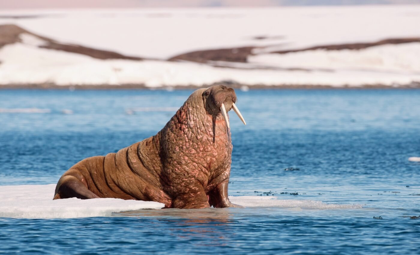 The Arctic dipole: The atmospheric pattern shaping our future climate