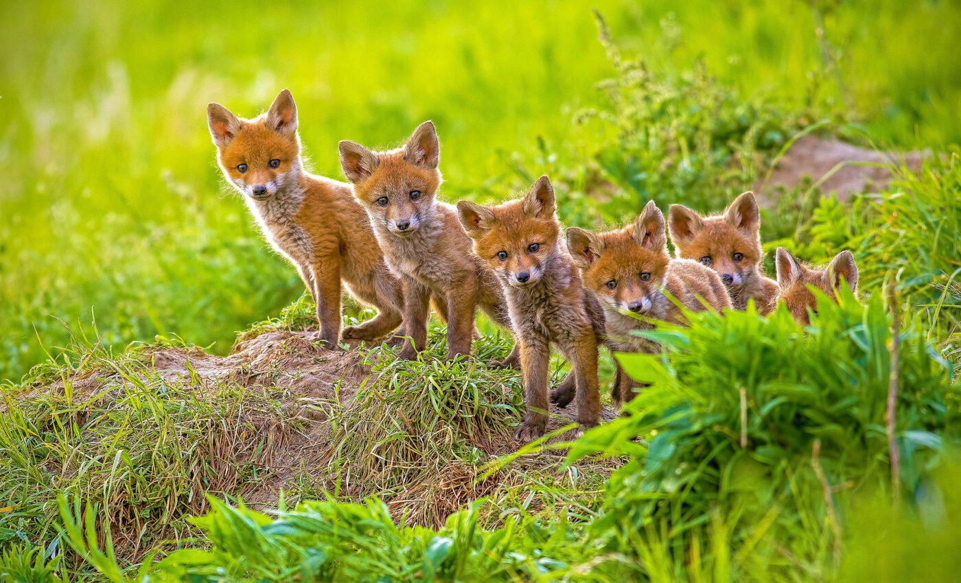 37,000 invasive alien species are wreaking havoc around the world