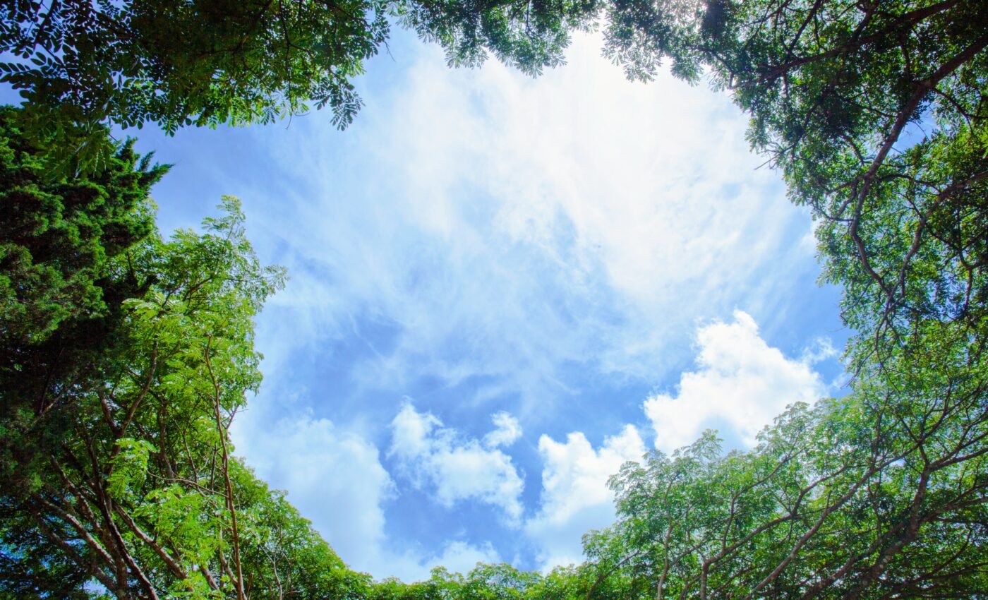 Mysteries in the sky: How trees impact cloud formation