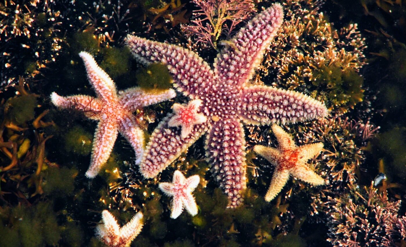 North Atlantic sea stars are crossbreeding, and it may help them survive