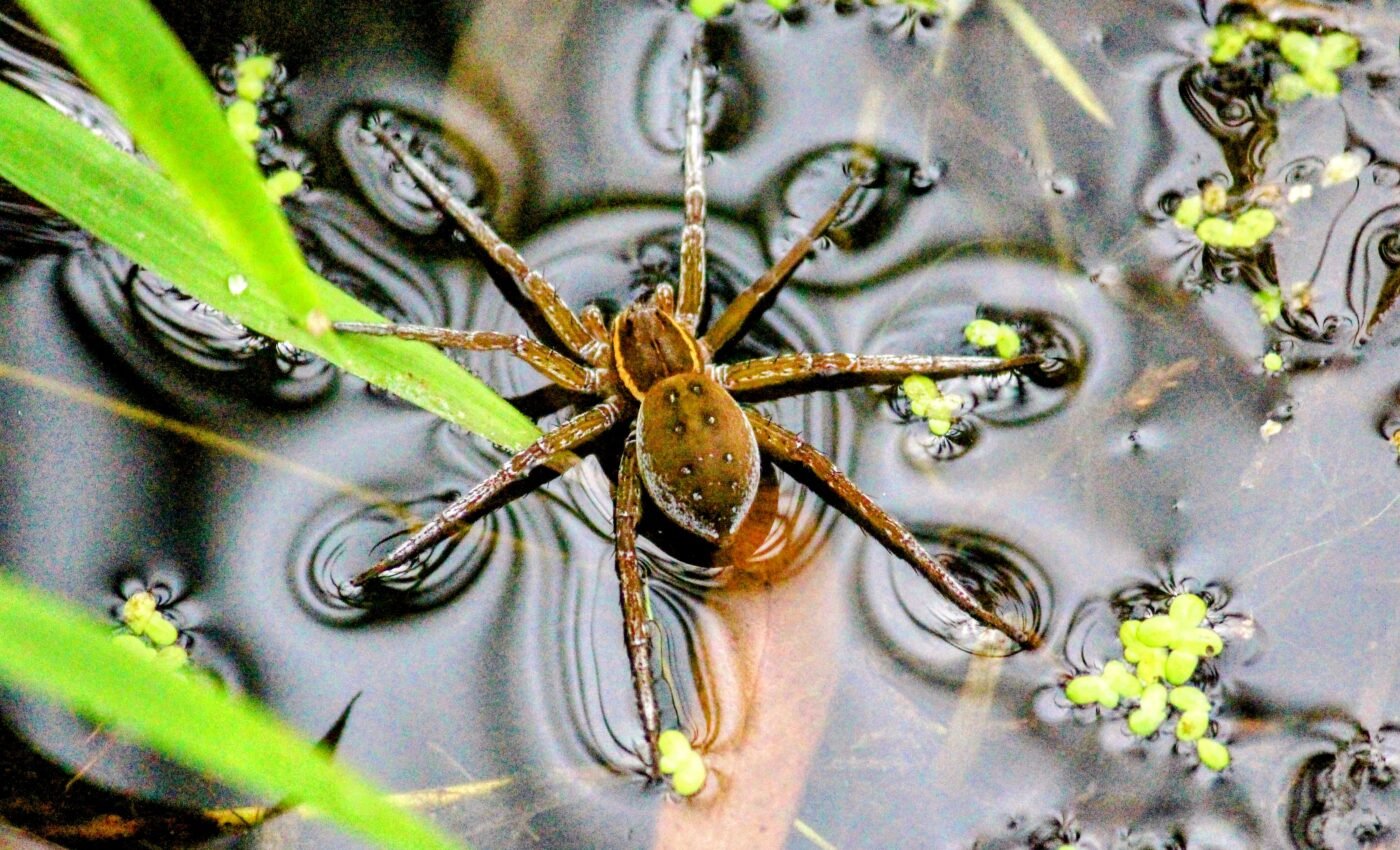 Spiders transfer mercury contamination from water to land animals