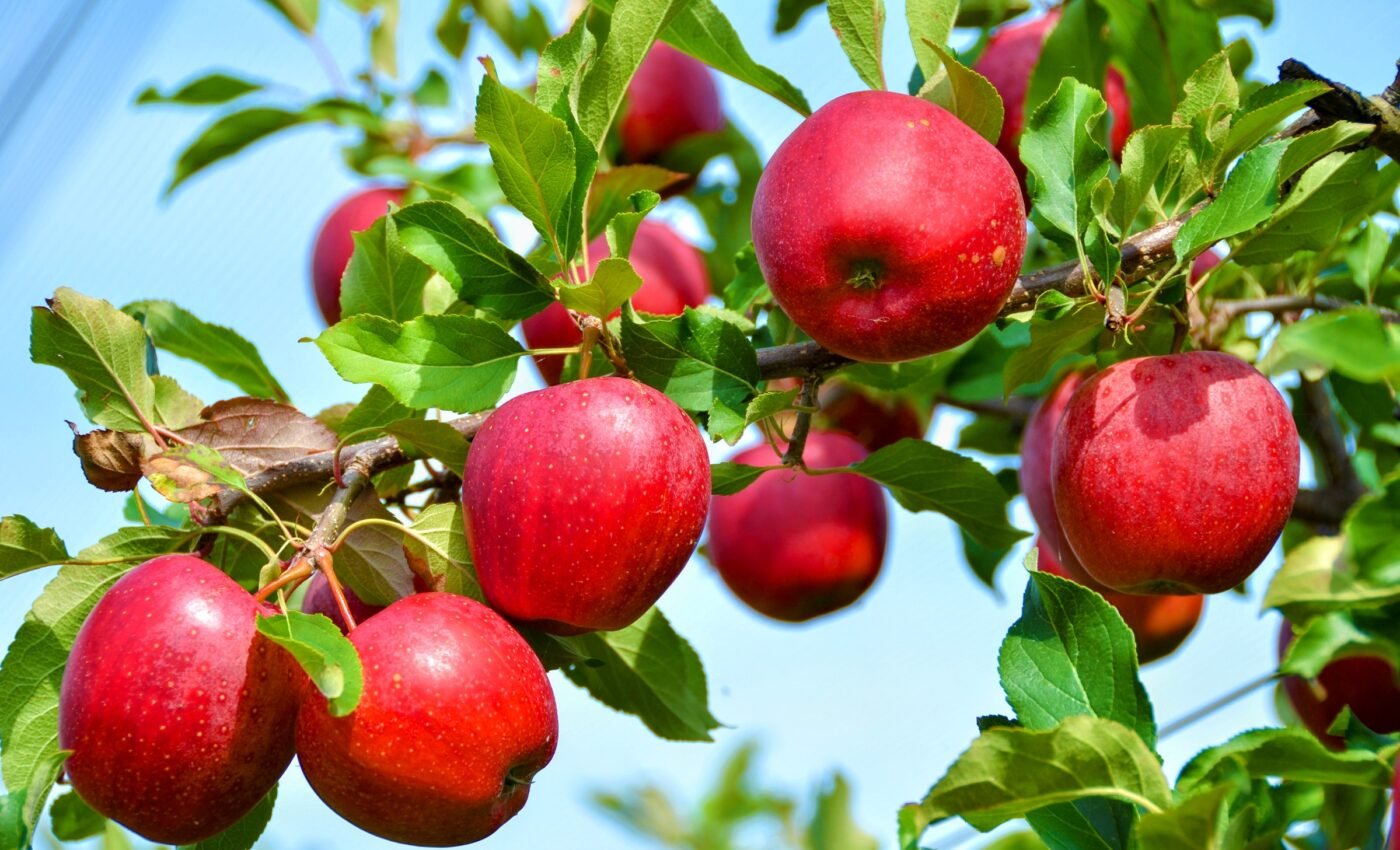 Crop disease: Experts discover how bacteria hijack plant cells