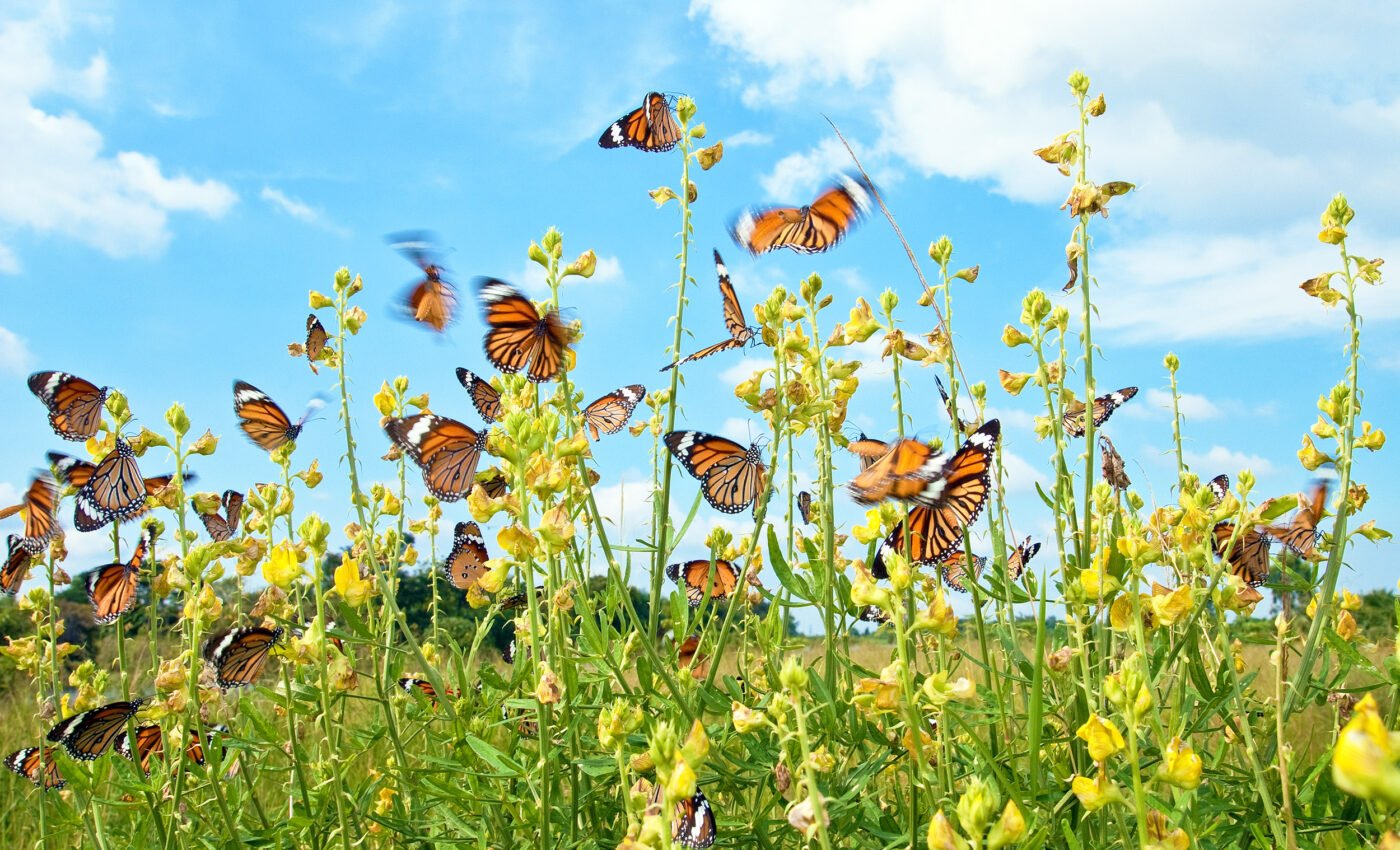 Big Butterfly Count count rebounds, hits four-year high