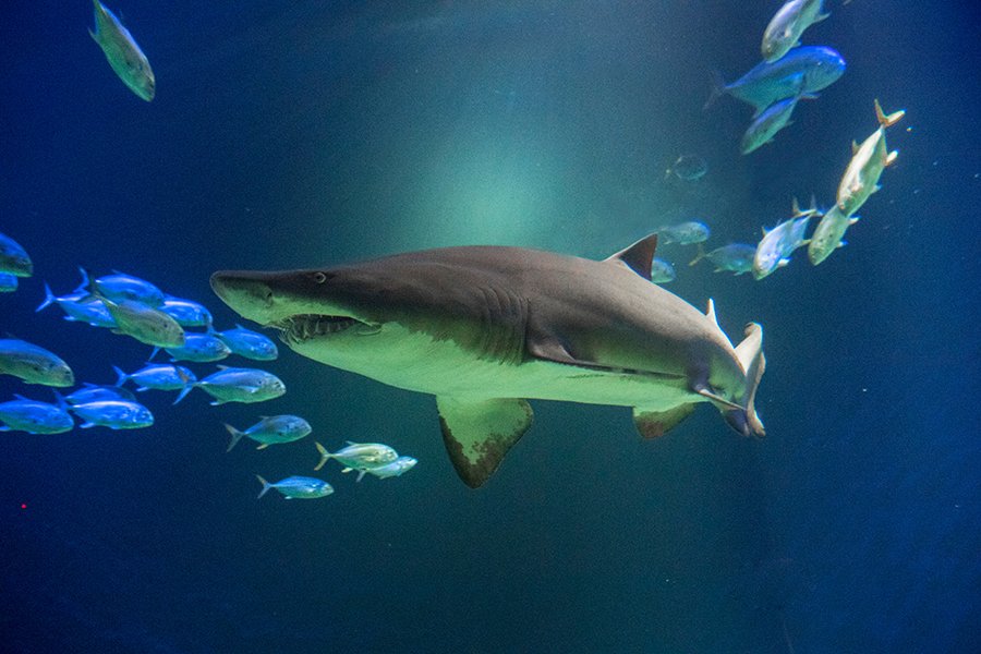 Are sharks becoming more dangerous?