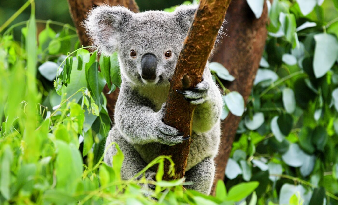 Shrinking koala habitats face an escalating threat of bushfires