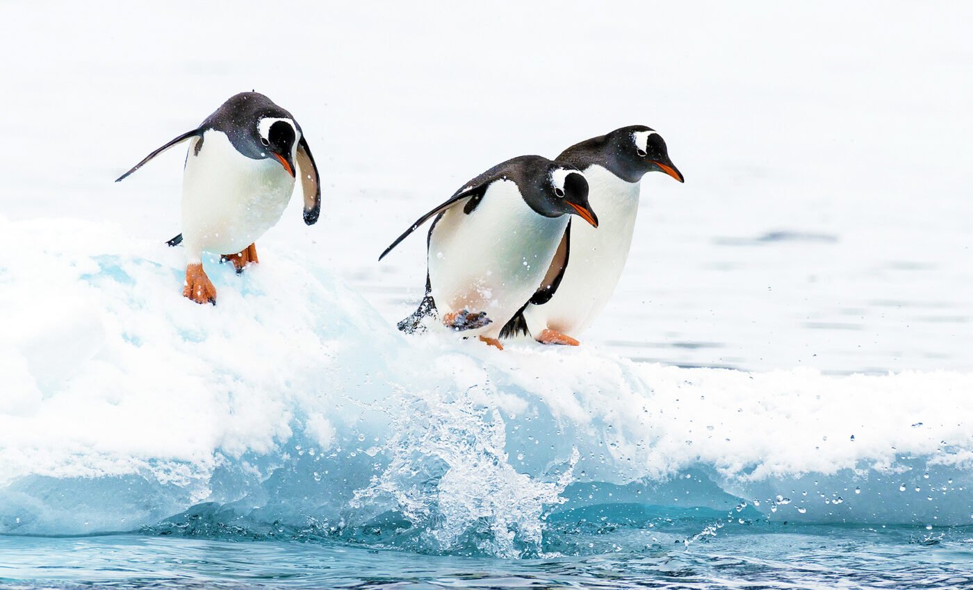 "Mind-blowing" decline in sea ice levels recorded in Antarctica