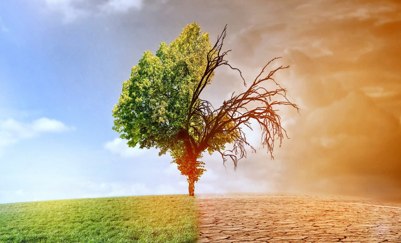 Sixth mass extinction is wiping out entire branches of Earth's tree of life