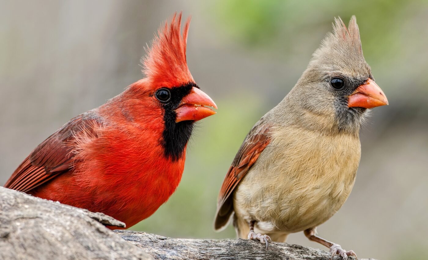 City birds are developing smaller eyes due to light pollution