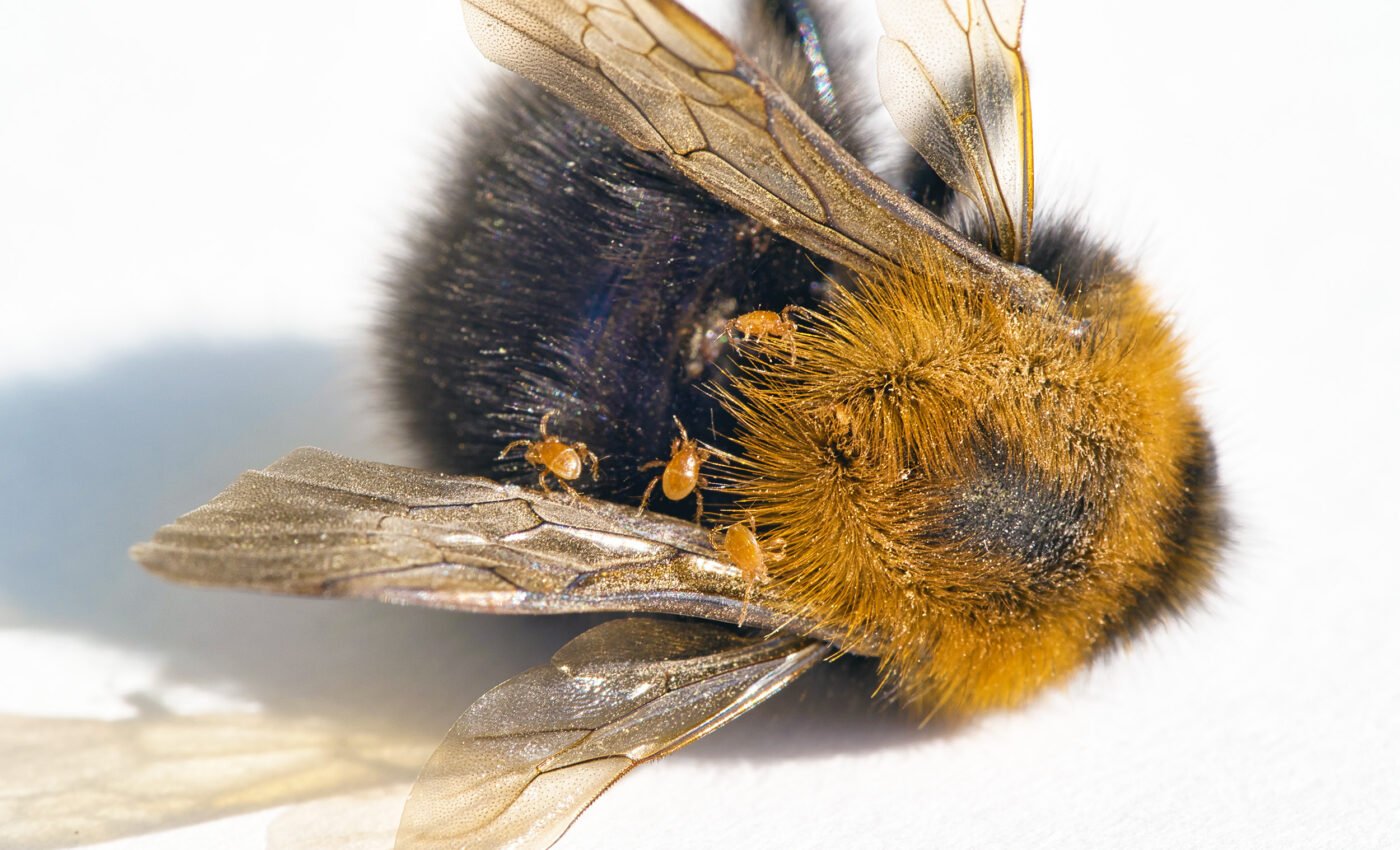 Australia gives up on efforts to eradicate Varroa mites, which are wiping out bee colonies