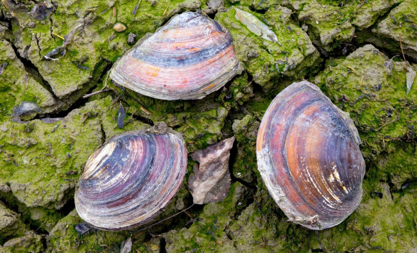How freshwater mussels are threatened by sea-level rise