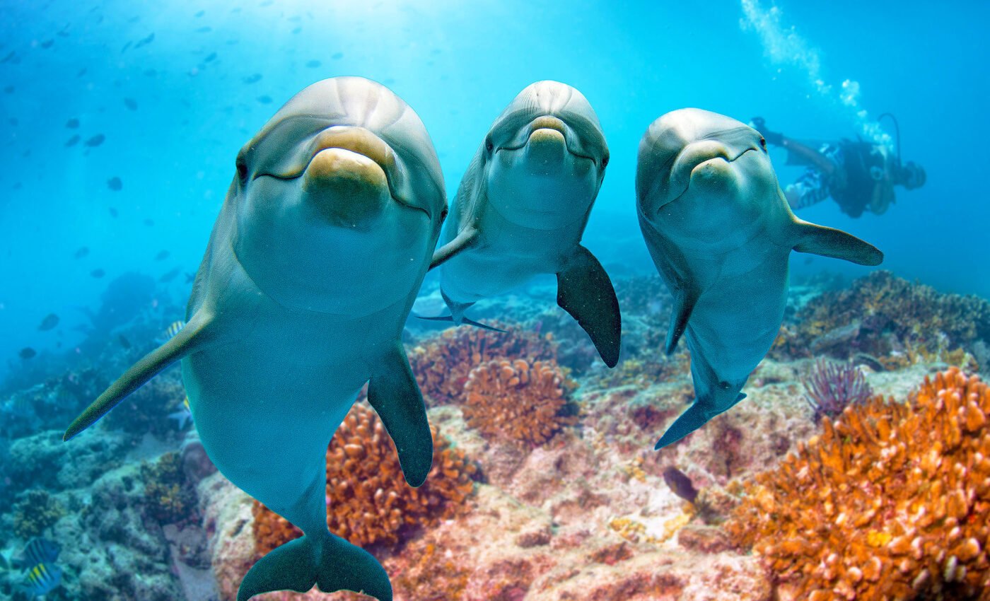 Marine mammals in U.S. waters are highly vulnerable to climate change