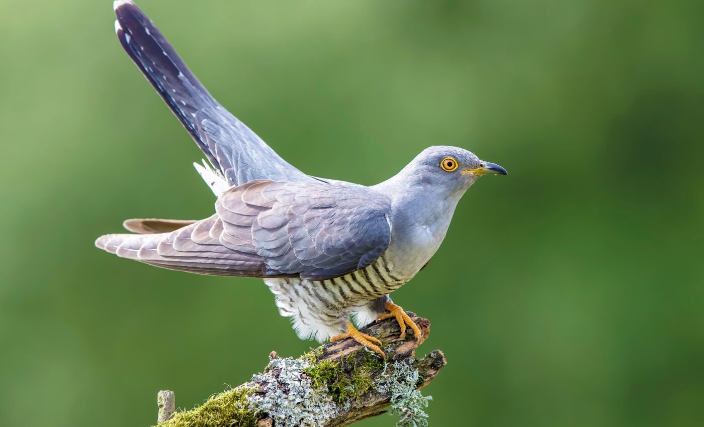 Bird populations in the UK are being decimated by climate change