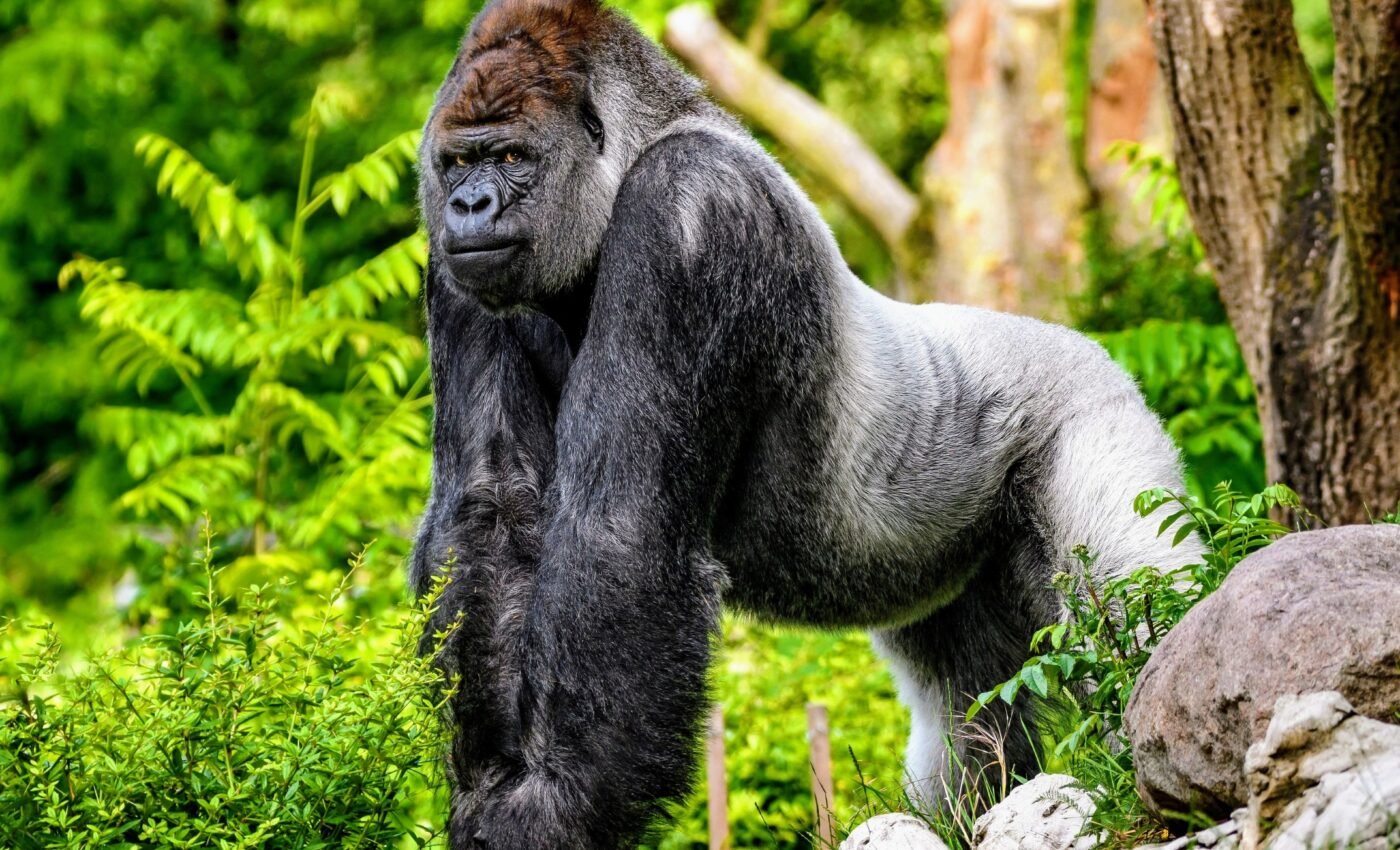 World Gorilla Day: Supporting the guardians of the forest