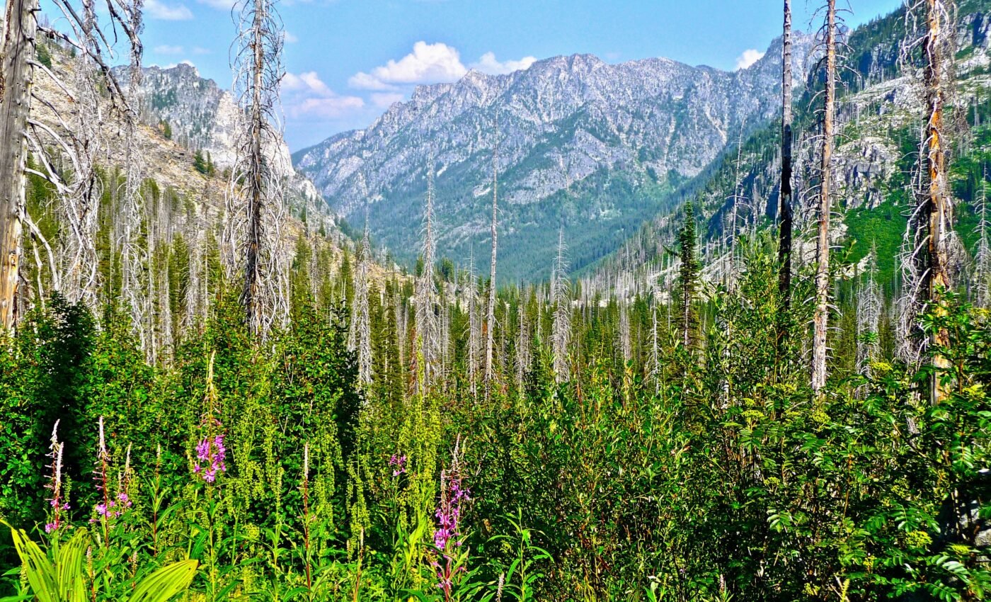 How do microbes return after a wildfire?