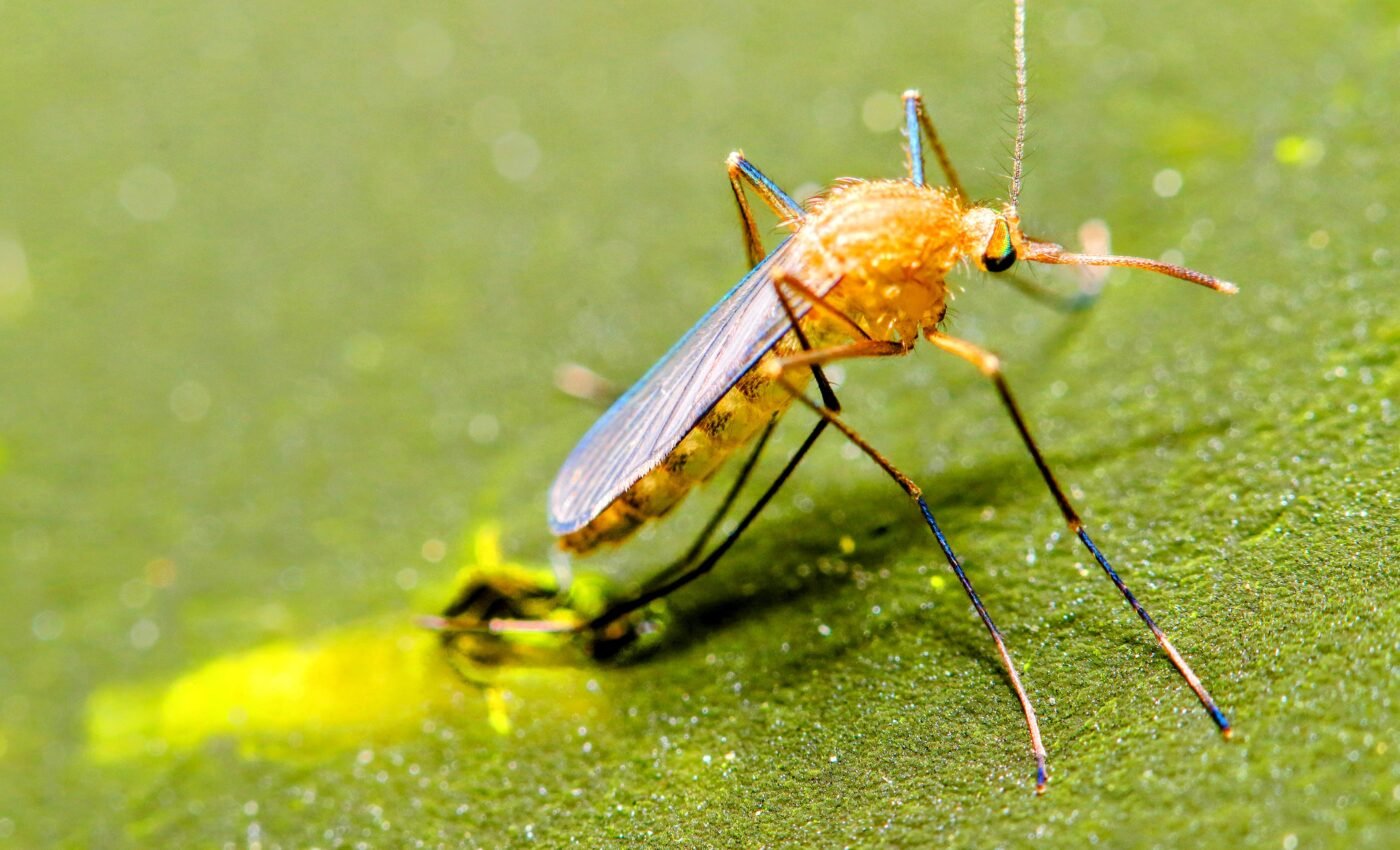 Biodiversity loss promotes the spread of viruses