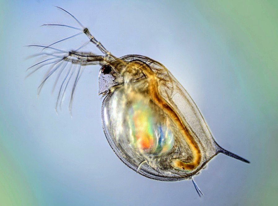 Water fleas may be the solution to our global water crisis