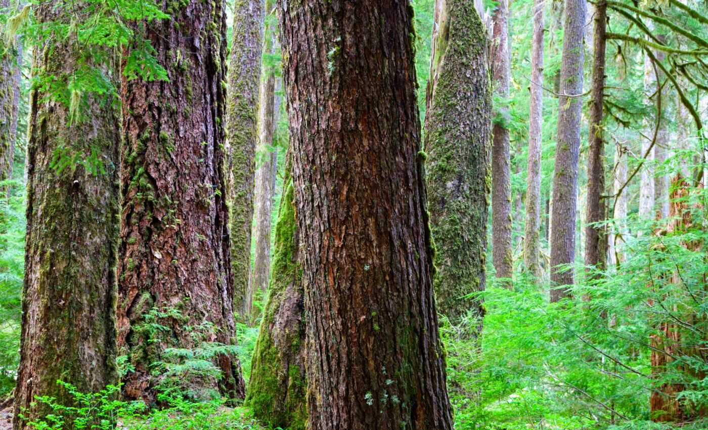 Violent earthquake threat in the Pacific Northwest revealed in tree rings
