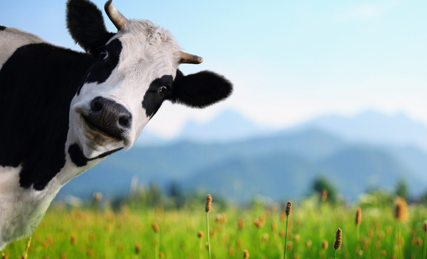 Greener cattle: Seeking ways to inhibit methane production in cows