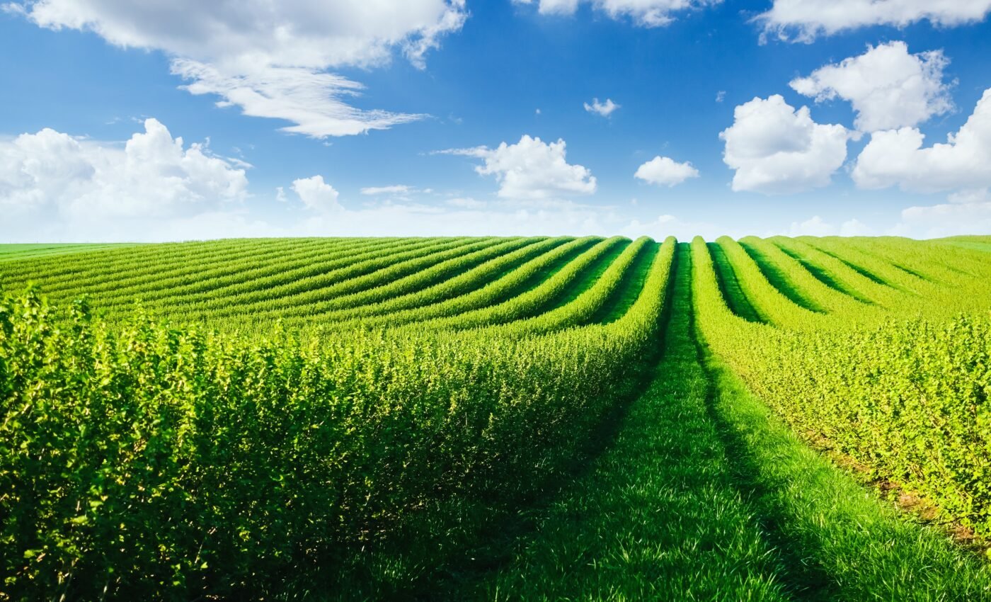 Abandoned croplands could boost food security and climate mitigation