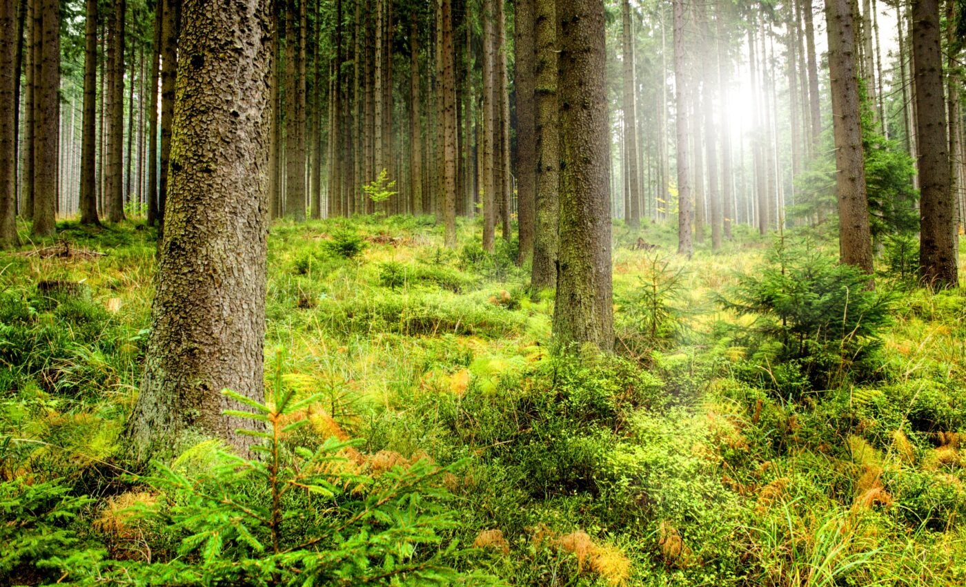 Boreal and temperate forests have emerged as the main carbon sinks 