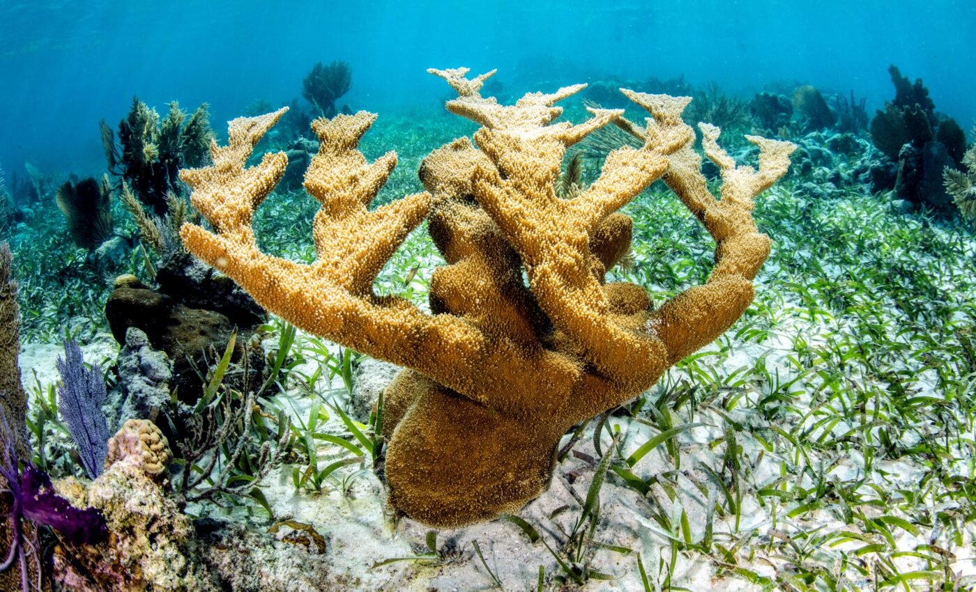 Coral growth cannot keep pace with rising sea levels