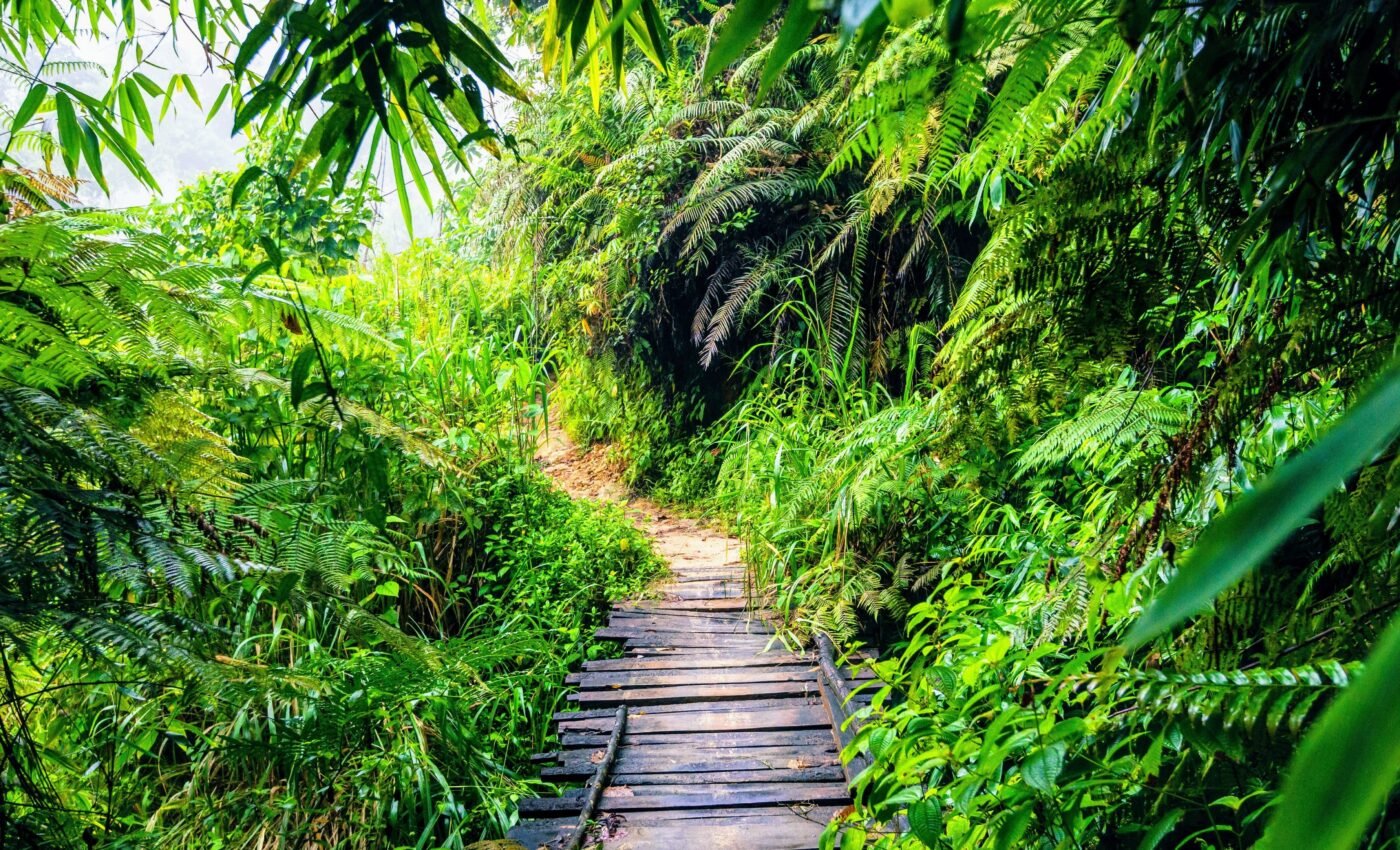 Tree plantations have hidden impacts on tropical biodiversity