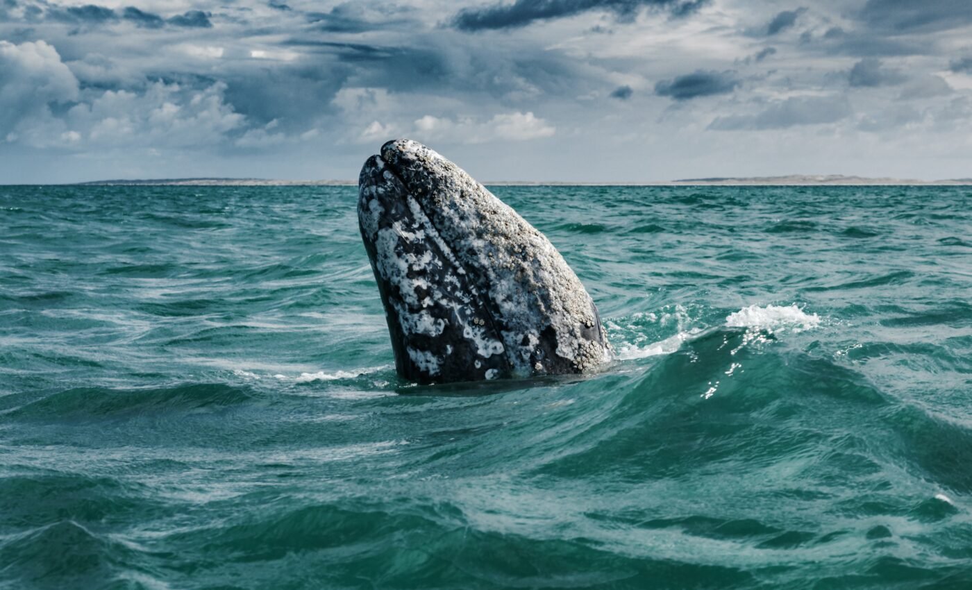 Gray whales reveal alarming effects of Arctic warming 