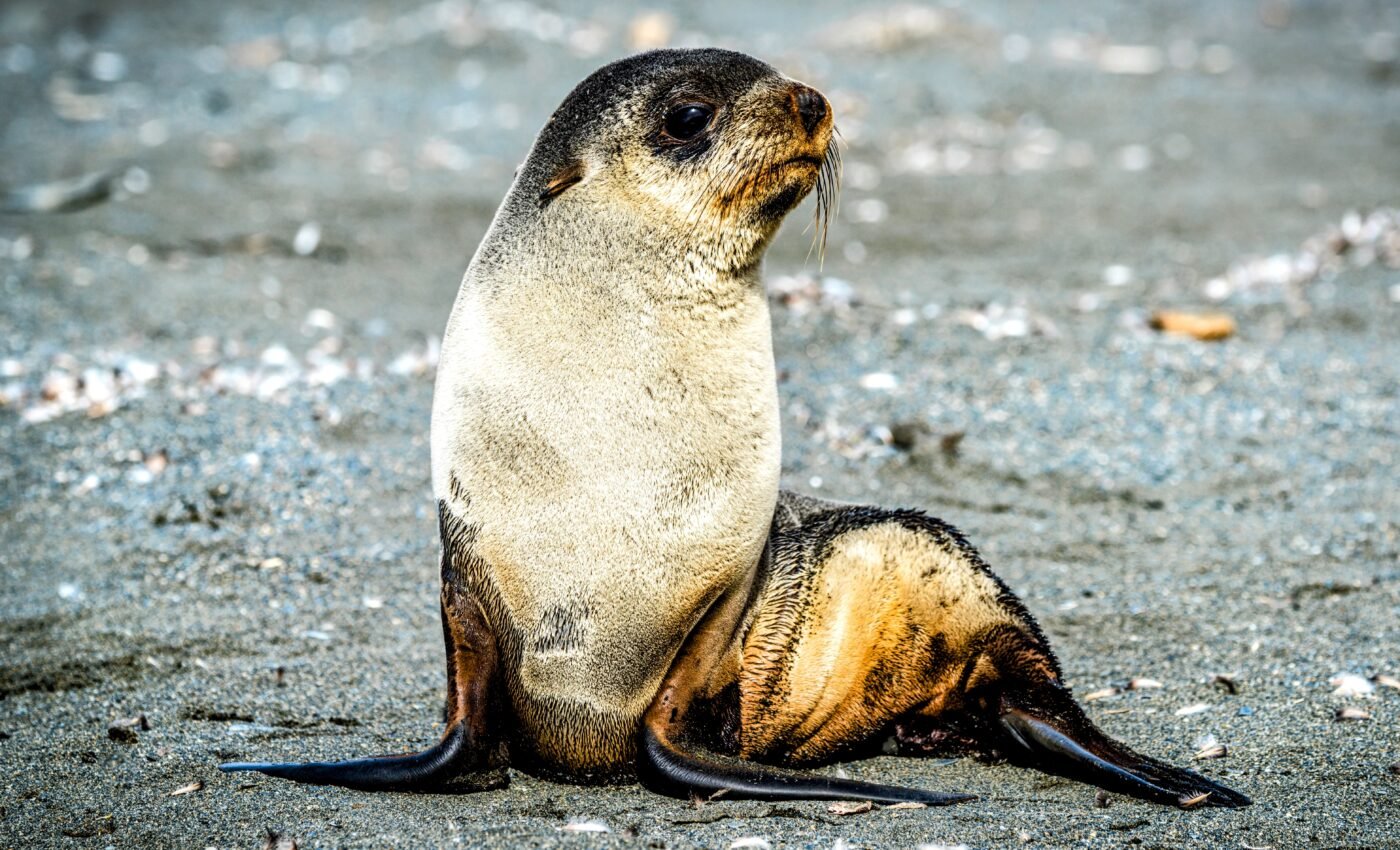 Antarctic fur seals face an emerging threat of food shortages