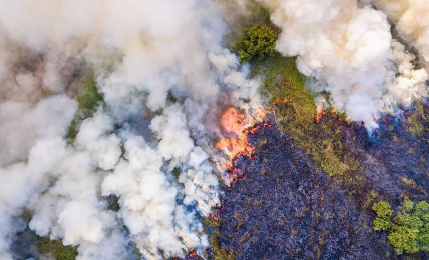 Wildfires threaten environmental gains in the Amazon