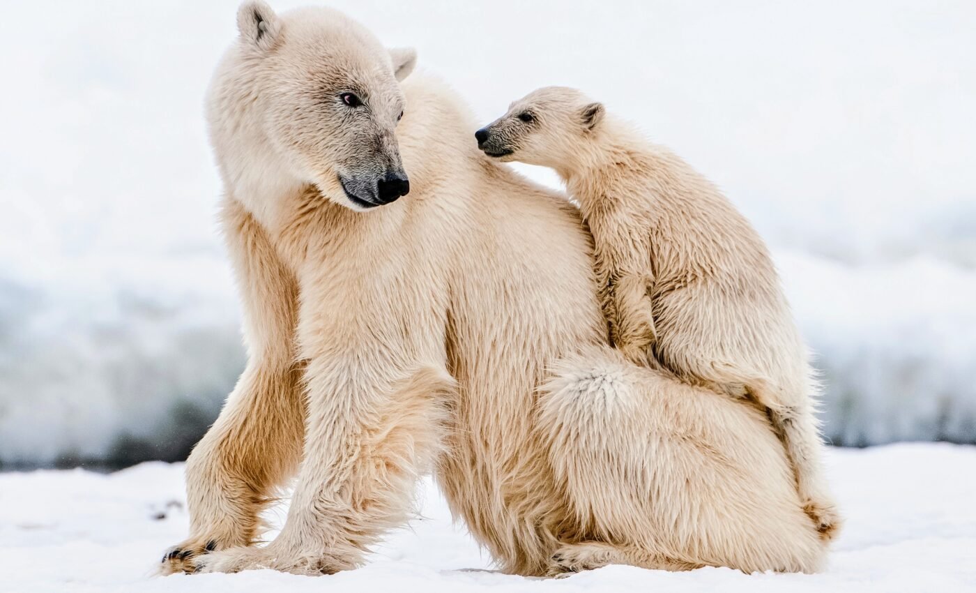 Radar imaging will help protect polar bears from human disturbances
