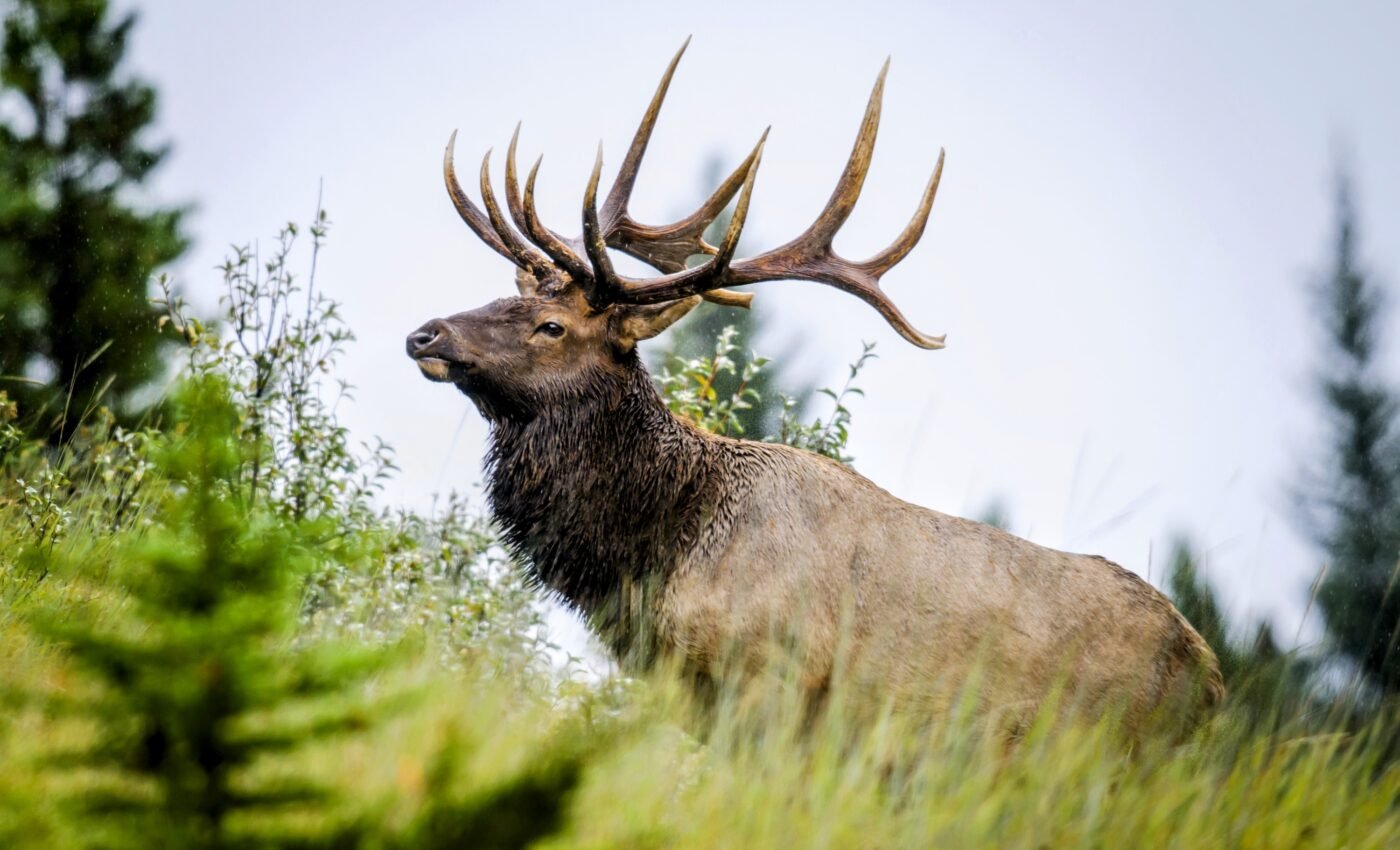 High-latitude wilderness will become a target for agriculture