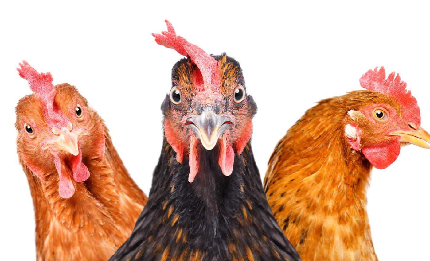 New tech uses chicken feathers to generate clean electricity