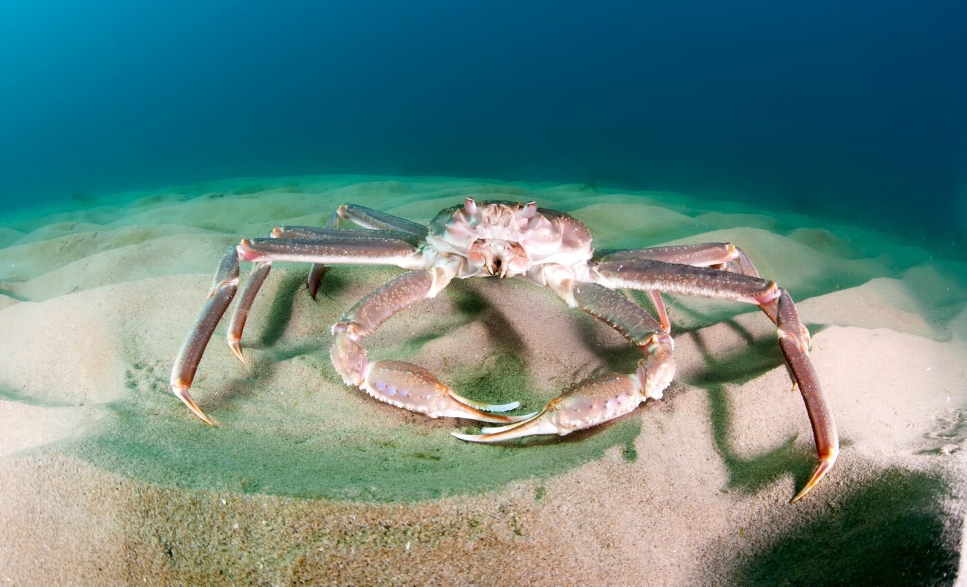 Snow crab season is canceled again as billions of them have simply disappeared