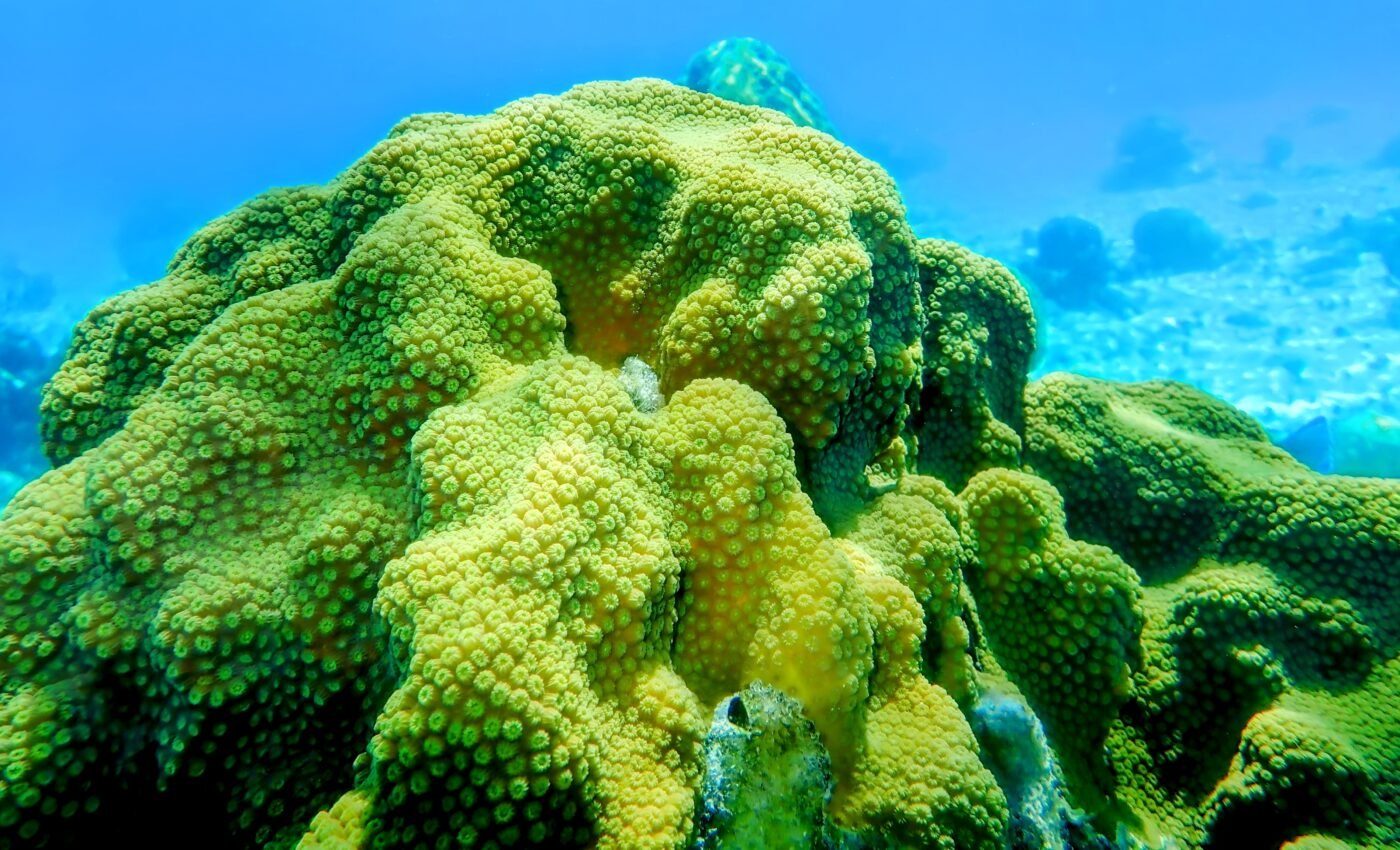 Unexpected coral adaptations challenge conservation plans