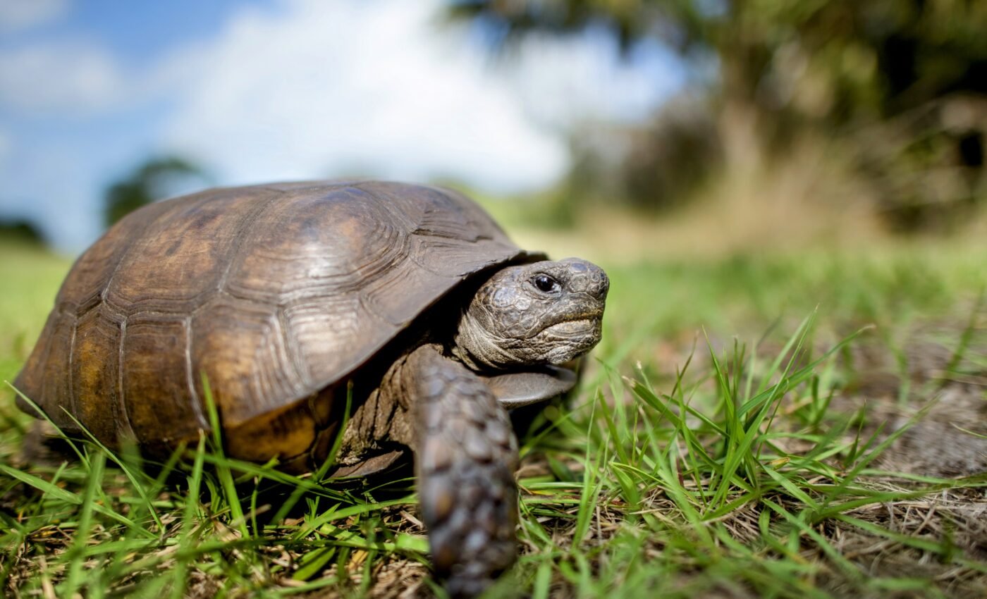 Our planet faces six "risk tipping points" with irreversible impacts