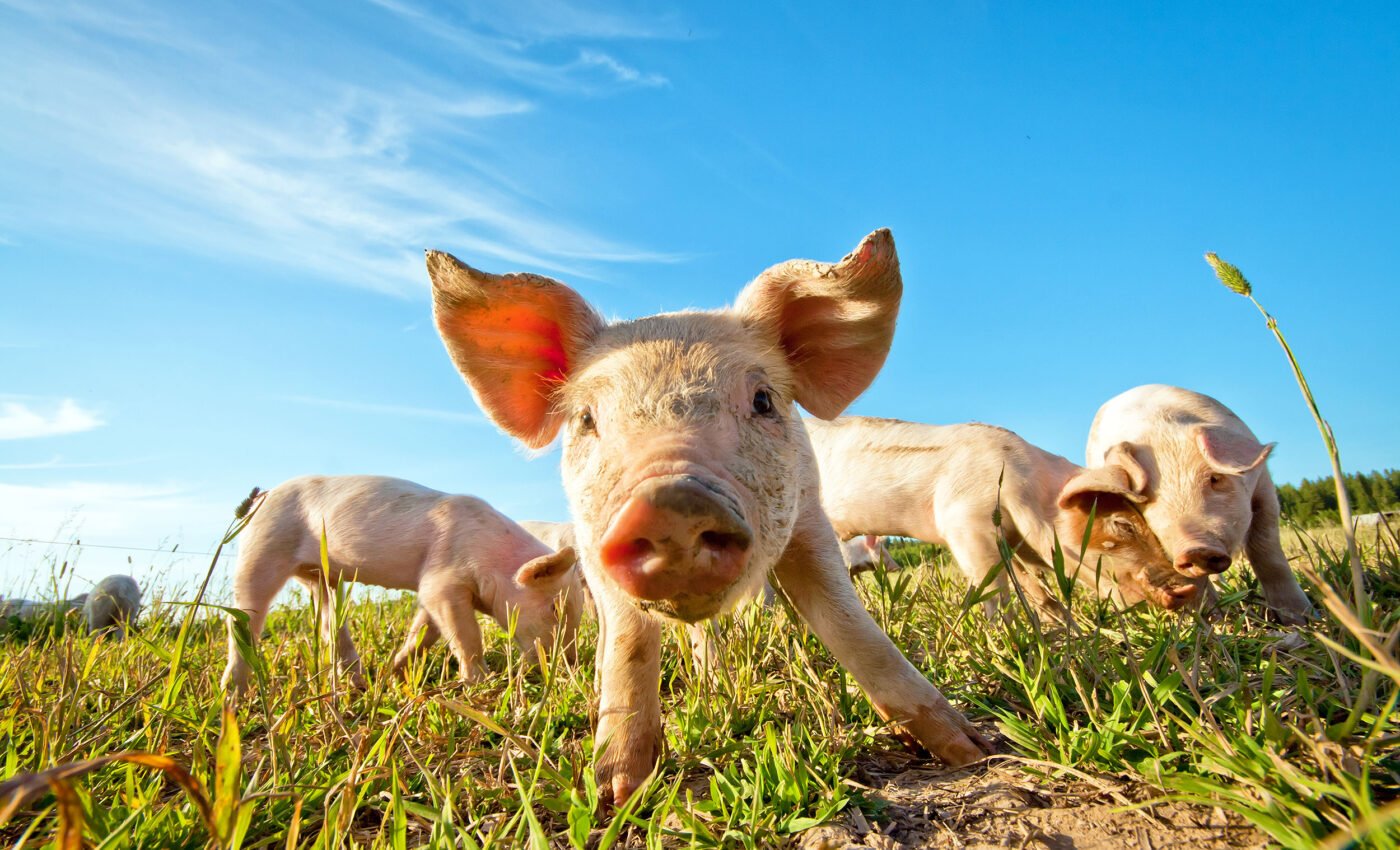 Animal welfare concerns more people than climate change