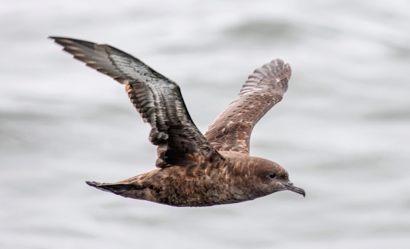 Incredible journey: Seabird rode out a typhoon for 11 hours and over 1000 miles