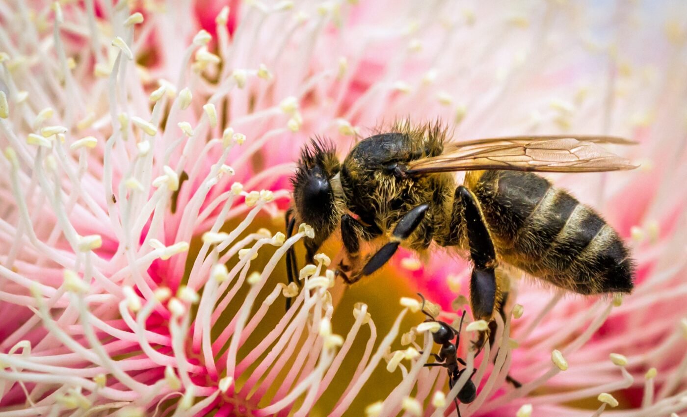 Insect apocalypse: Australasia is facing a hidden pollination crisis