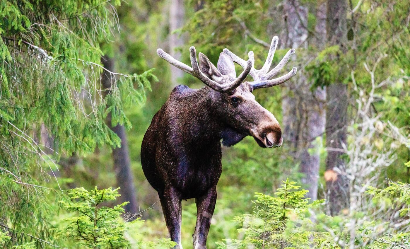 Forest biodiversity benefits from large herbivores like elephants and moose