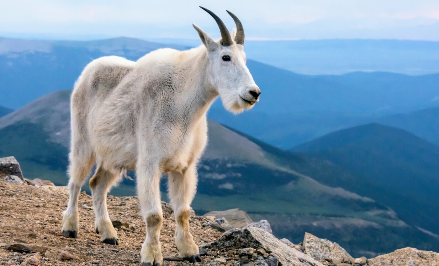 Snow offers mountain goats relief from biting insects