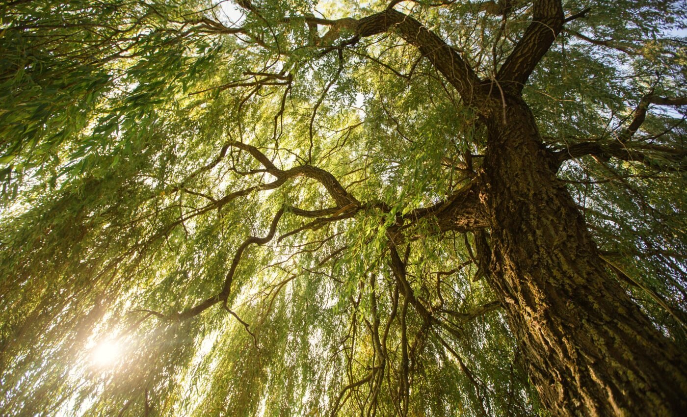 Willow bark may contain life-saving antiviral medications 