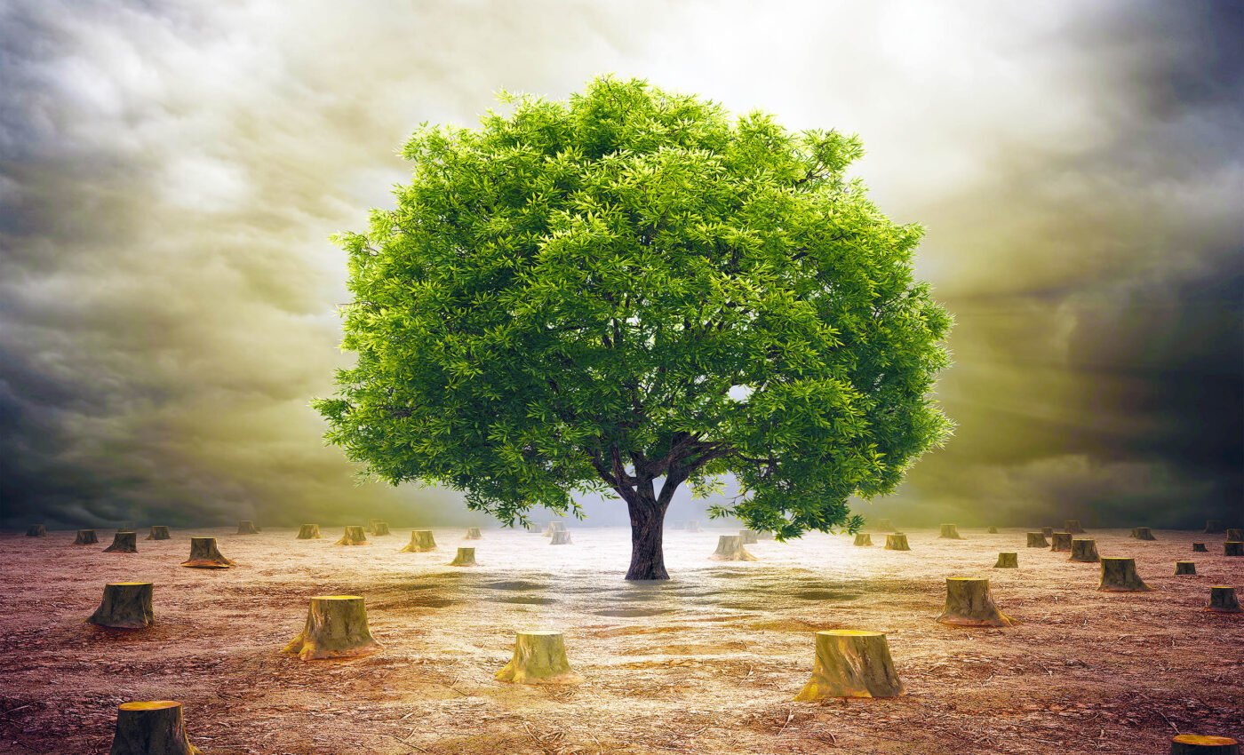 Major consumer brands are failing to fight against deforestation