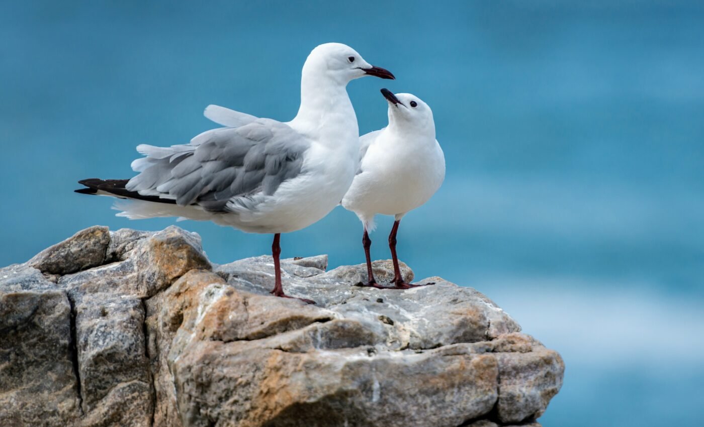Seabirds need ocean-wide protection to survive human impacts