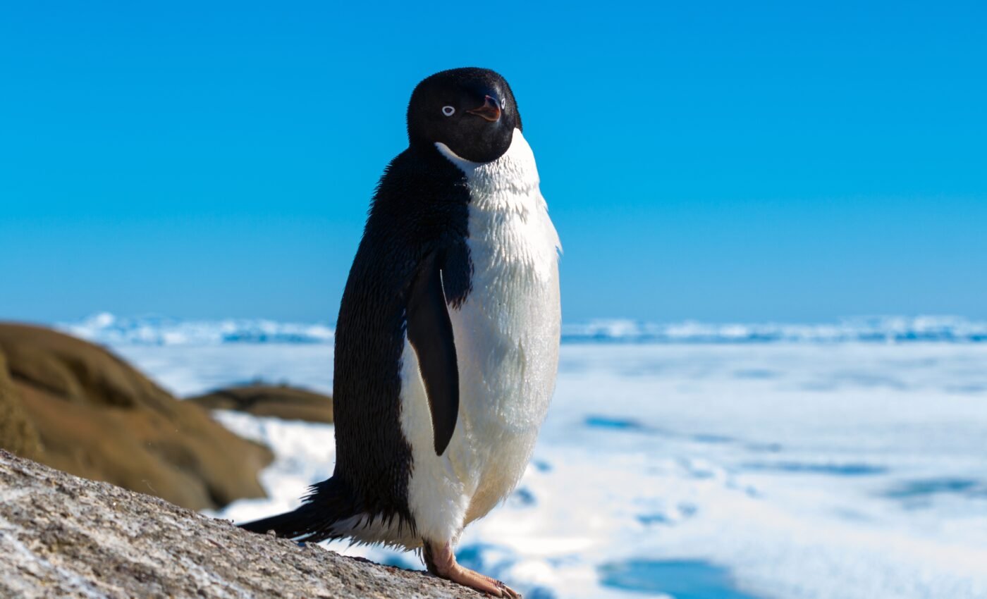Sea ice loss increases snowfall over West Antarctica