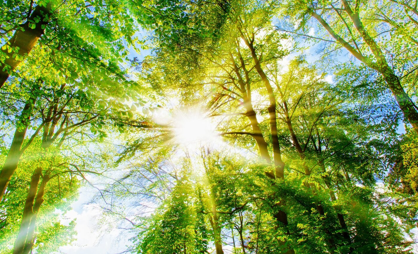 Reducing air pollution could greatly boost carbon sequestration by plants