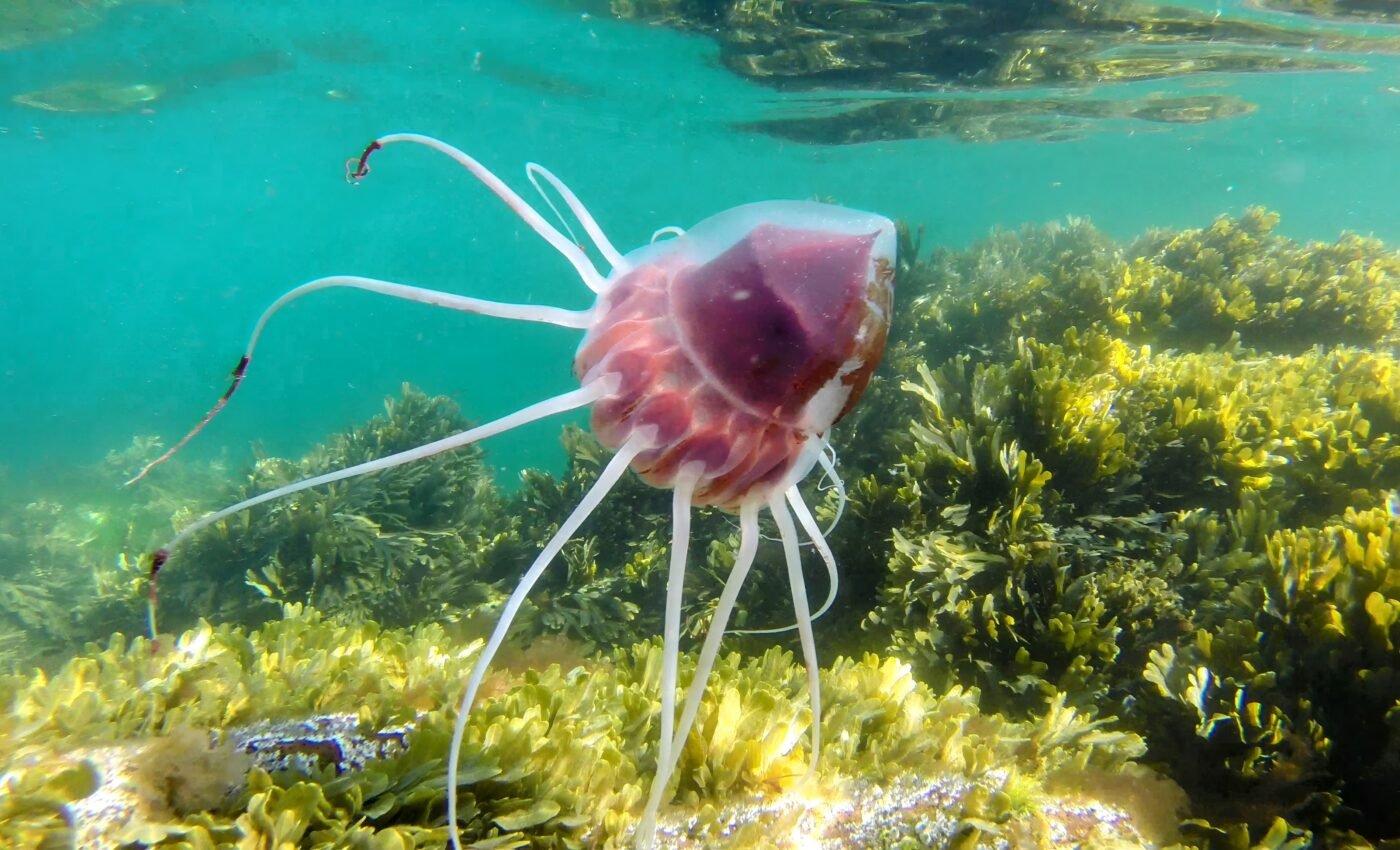 Deep impacts: Helmet jellyfish foretell the dangers of seafloor mining