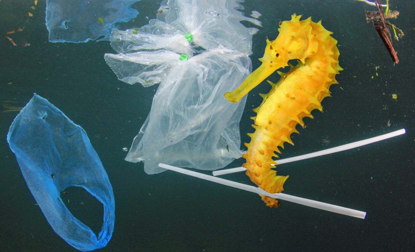 Plastic waste is disrupting the sex lives of marine animals