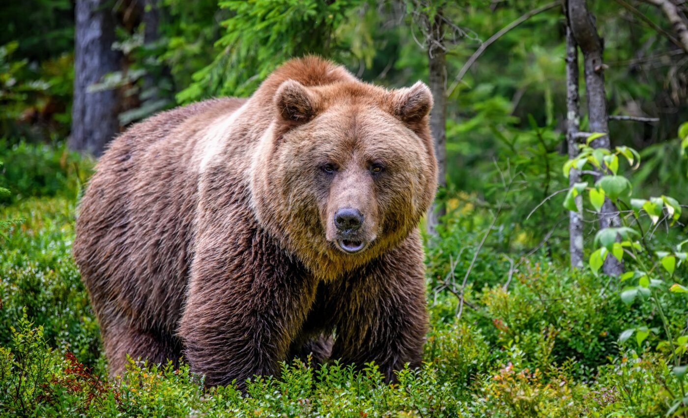 North America's mammals are seeking refuge from the heat in forest habitats